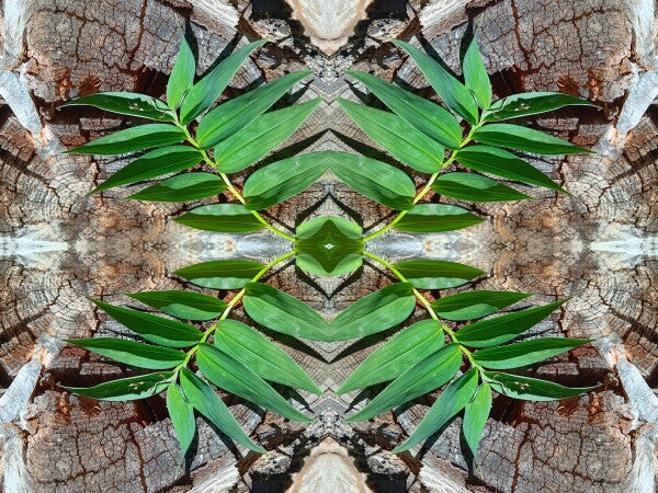 Betrothed 1 - Make a commitment to a natural expression of you! Acrylic Print of Mirrored Natural Wood