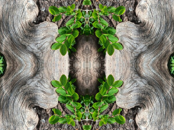 Gnarly 1 - a stunning 16" x 12" Acrylic Print of Mirrored Natural Wood