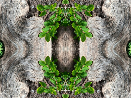 Gnarly 1 - a stunning 16" x 12" Acrylic Print of Mirrored Natural Wood