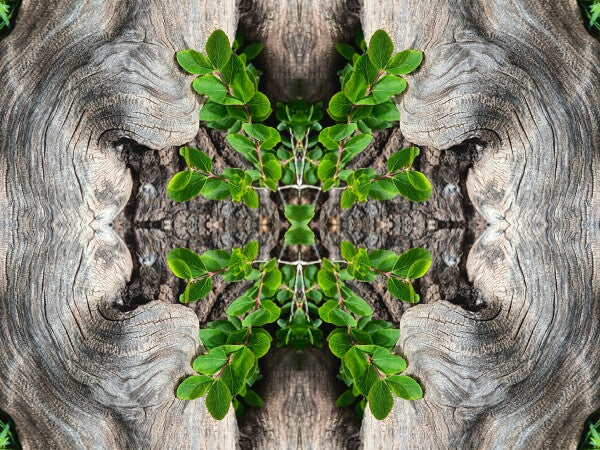 Gnarly 2 - a stunning 16" x 12" Acrylic Print of Mirrored Natural Wood