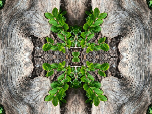 Gnarly 2 - a stunning 16" x 12" Acrylic Print of Mirrored Natural Wood