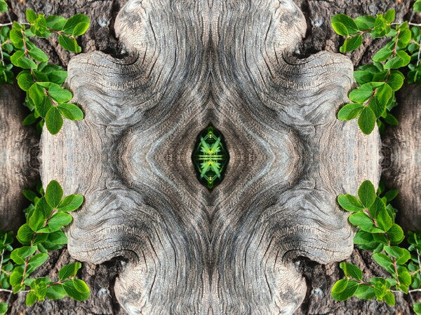 Gnarly 3 - a stunning 16" x 12" Acrylic Print of Mirrored Natural Wood