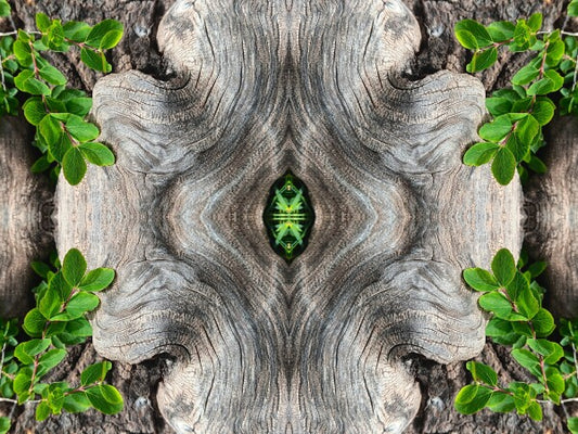 Gnarly 3 - a stunning 16" x 12" Acrylic Print of Mirrored Natural Wood
