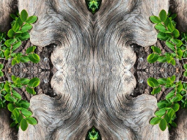Gnarly 4 - a stunning 16" x 12" Acrylic Print of Mirrored Natural Wood