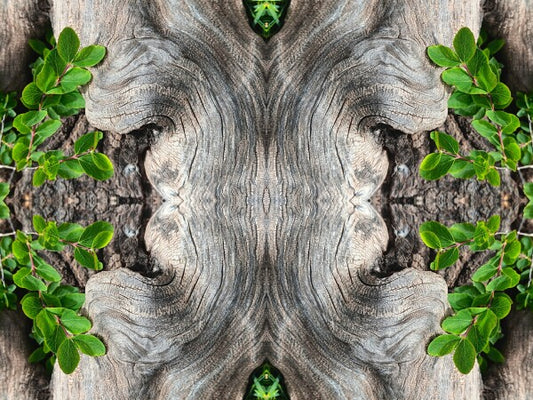 Gnarly 4 - a stunning 16" x 12" Acrylic Print of Mirrored Natural Wood
