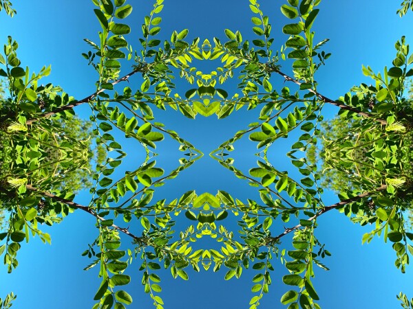 Lacie Daze 2 - Bring nature's lace contrasted against a pure blue sky into your space with this peace-filled Acrylic Print.