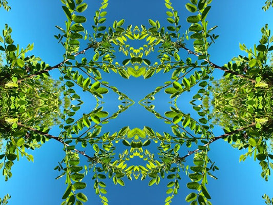 Lacie Daze 2 - Bring nature's lace contrasted against a pure blue sky into your space with this peace-filled Acrylic Print.