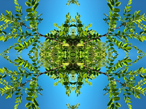 Lacie Daze 4 - Bring nature's lace contrasted against a pure blue sky into your space with this peace-filled Acrylic Print.