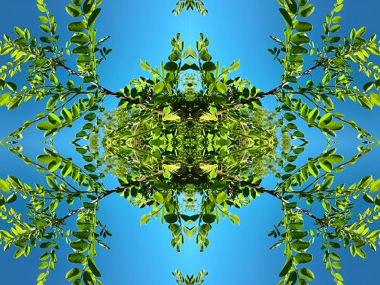 Lacie Daze 4 - Bring nature's lace contrasted against a pure blue sky into your space with this peace-filled Acrylic Print.