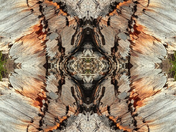Monarch 1 a stunning 16" by 12" Acrylic Print of Mirrored Natural Wood
