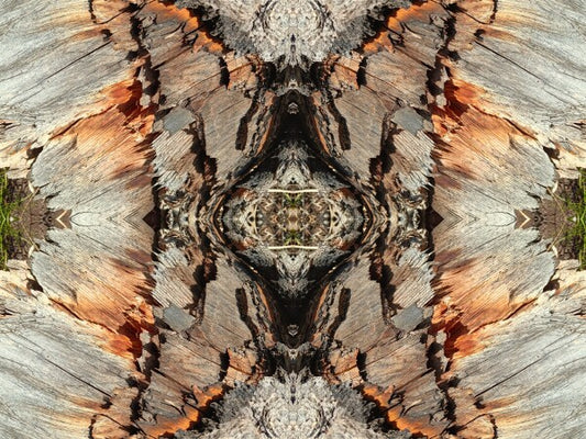 Monarch 1 a stunning 16" by 12" Acrylic Print of Mirrored Natural Wood
