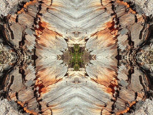 Monarch 2 a stunning 16" by 12" Acrylic Print of Mirrored Natural Wood