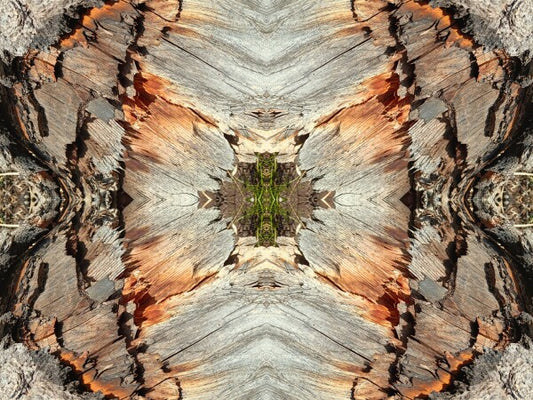Monarch 2 a stunning 16" by 12" Acrylic Print of Mirrored Natural Wood