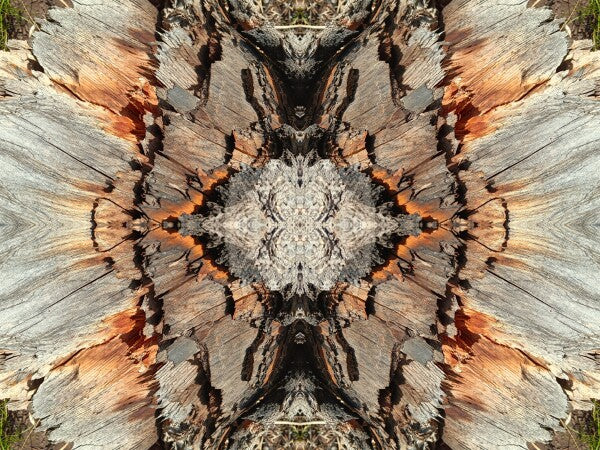 Monarch 3 a stunning 16" by 12" Acrylic Print of Mirrored Natural Wood