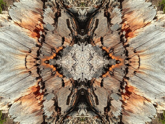 Monarch 3 a stunning 16" by 12" Acrylic Print of Mirrored Natural Wood