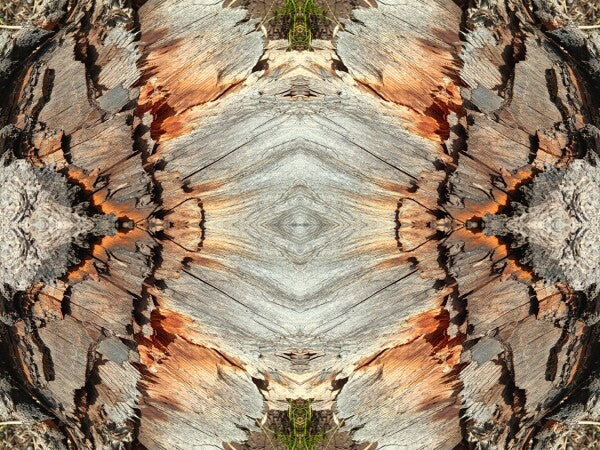 Monarch 4 a stunning 16" by 12" Acrylic Print of Mirrored Natural Wood