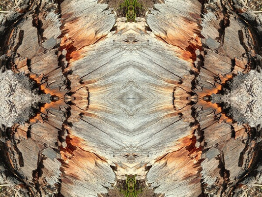 Monarch 4 a stunning 16" by 12" Acrylic Print of Mirrored Natural Wood