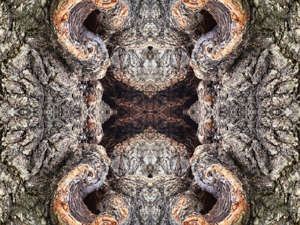 City Park 1 - a stunning 16" by 12" Acrylic Print of Mirrored Natural Wood