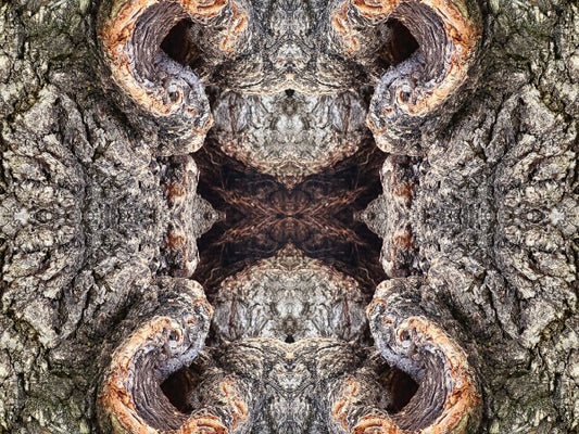 City Park 1 - a stunning 16" by 12" Acrylic Print of Mirrored Natural Wood