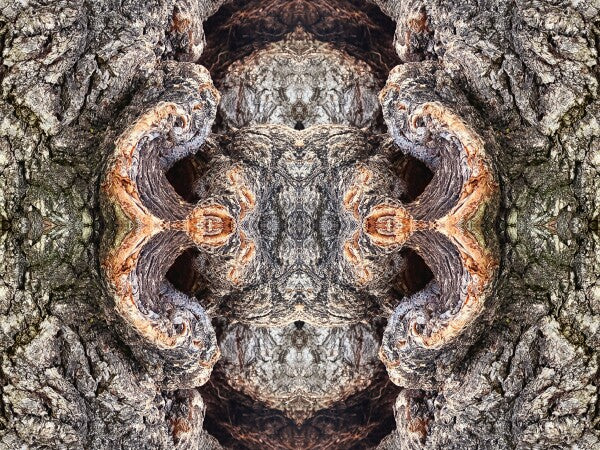 City Park 3 - a stunning 16" by 12" Acrylic Print of Mirrored Natural Wood