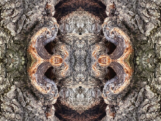 City Park 3 - a stunning 16" by 12" Acrylic Print of Mirrored Natural Wood