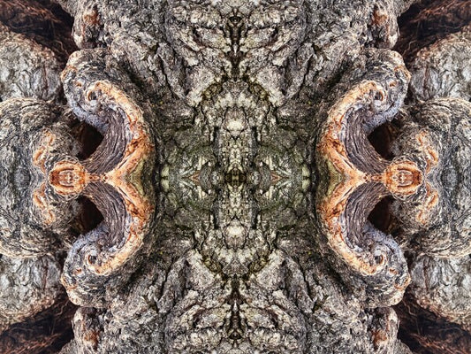 City Park 4 - a stunning 16" by 12" Acrylic Print of Mirrored Natural Wood