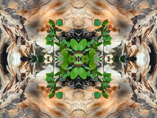 If it says... 3 - a stunning 16" x 12" Acrylic Print of Mirrored Natural Wood