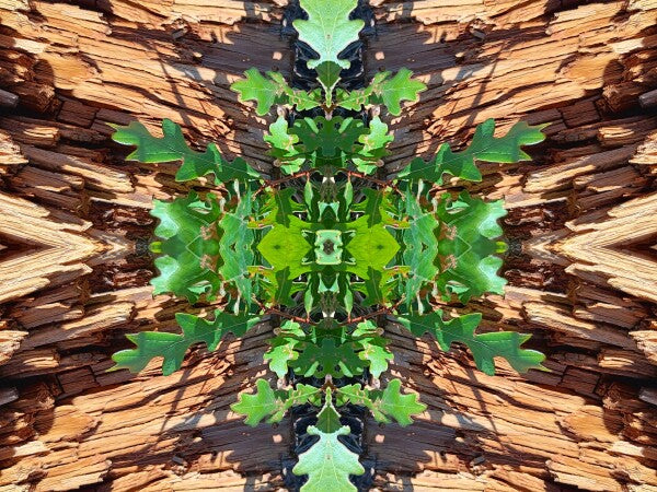 On the Way 1 - Dramatic juxtaposition of color and depth provide a stunning accent - 16" x 12" Acrylic Print of Mirrored Natural Wood