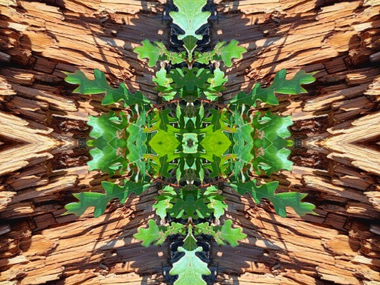 On the Way 1 - Dramatic juxtaposition of color and depth provide a stunning accent - 16" x 12" Acrylic Print of Mirrored Natural Wood