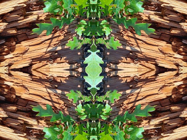 On the Way 2 - Dramatic juxtaposition of color and depth proved a stunning accent - 16" x 12" Acrylic Print of Mirrored Natural Wood