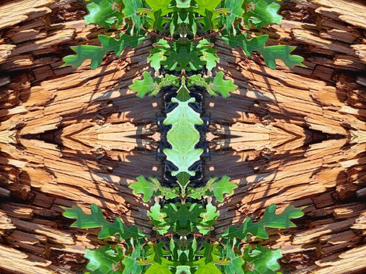 On the Way 2 - Dramatic juxtaposition of color and depth proved a stunning accent - 16" x 12" Acrylic Print of Mirrored Natural Wood