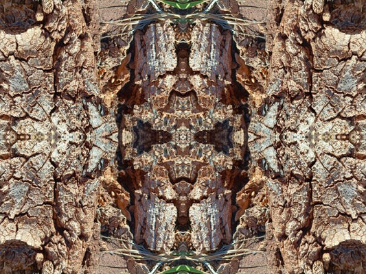 Freedom 1 - Crisp lines and dramatic texture - a 16" x 12" Acrylic Print of Mirrored Natural Wood