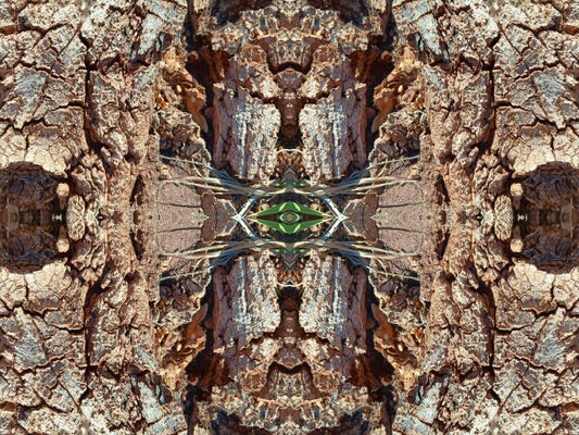 Freedom 2 - Crisp lines and dramatic texture - 16" x 12" Acrylic Print of Mirrored Natural Wood