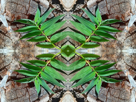 Betrothed 1 - Make a commitment to a natural expression of you! Acrylic Print of Mirrored Natural Wood