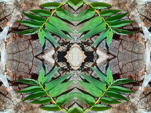 Betrothed 2 - Make a commitment to a natural expression of you! Acrylic Print of Mirrored Natural Wood