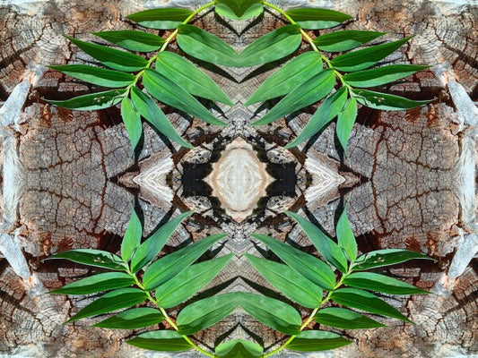 Betrothed 2 - Make a commitment to a natural expression of you! Acrylic Print of Mirrored Natural Wood