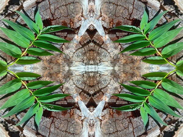 Betrothed 3 - Make a commitment to a natural expression of you! Acrylic Print of Mirrored Natural Wood