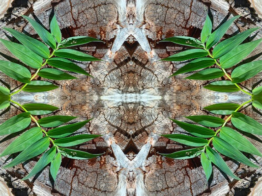 Betrothed 3 - Make a commitment to a natural expression of you! Acrylic Print of Mirrored Natural Wood
