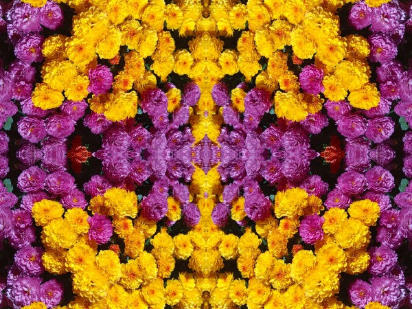 Guessed It! 1 - Nature wasn't slumming on this! Chrysanthemums galore! A vibrant acrylic Print of mirrored natural flowers.
