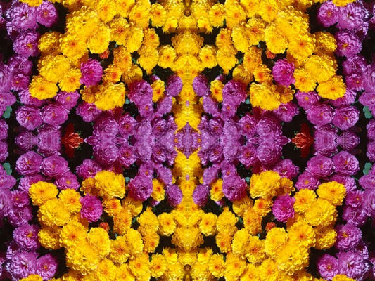Guessed It! 1 - Nature wasn't slumming on this! Chrysanthemums galore! A vibrant acrylic Print of mirrored natural flowers.