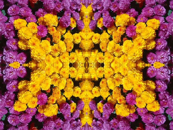 Guessed It! 2 - Nature wasn't slumming on this! Chrysanthemums galore! A vibrant acrylic Print of mirrored natural flowers.