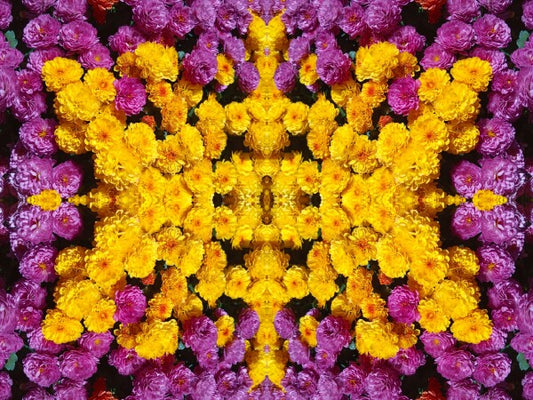 Guessed It! 2 - Nature wasn't slumming on this! Chrysanthemums galore! A vibrant acrylic Print of mirrored natural flowers.