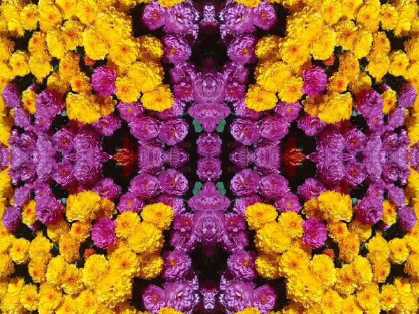 Guessed It! 3 - Nature wasn't slumming on this! Chrysanthemums galore! A vibrant acrylic Print of mirrored natural flowers.