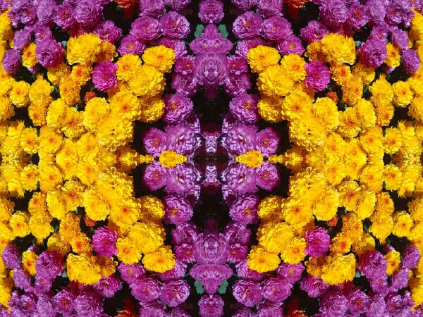 Guessed It! 4 - Nature wasn't slumming on this! Chrysanthemums galore! A vibrant acrylic Print of mirrored natural flowers.