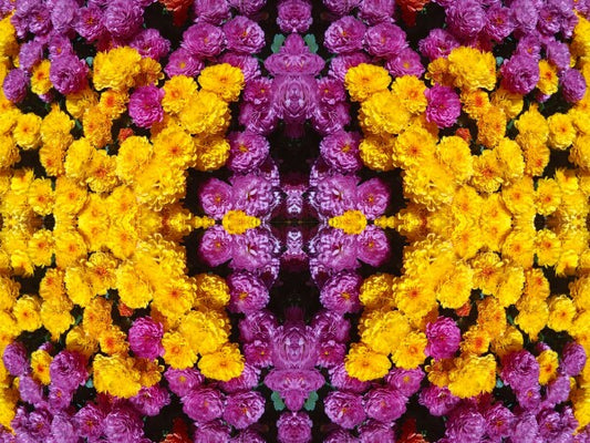 Guessed It! 4 - Nature wasn't slumming on this! Chrysanthemums galore! A vibrant acrylic Print of mirrored natural flowers.